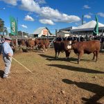 61ª Expovac reúne exemplares Hereford e Braford nos julgamentos de rústicos