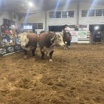 18º Remate Touros & Ventres NFSHB registra faturamento de R$ 550,5 mil